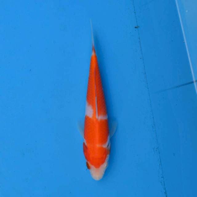 Kohaku Ori F1