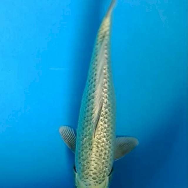Mukashi