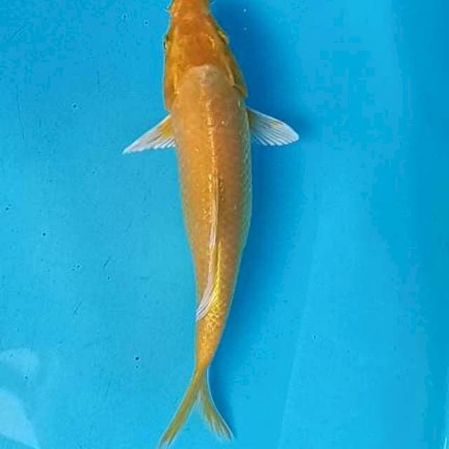 Yamabuki Ogon Jantan