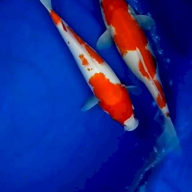 Kohaku 2 ekor