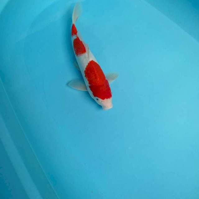 Kohaku jantan