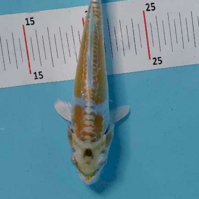 DOITSU KIKO HARIWAKE 20 CM