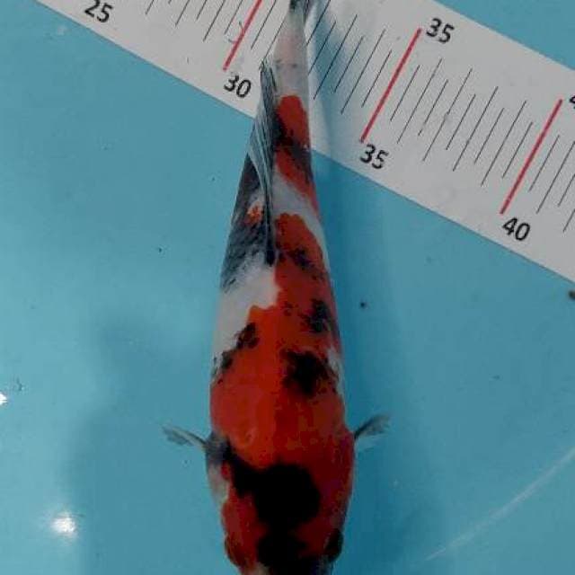 RED SHOWA JUOSSS BAHAN KEEPING 22 CM