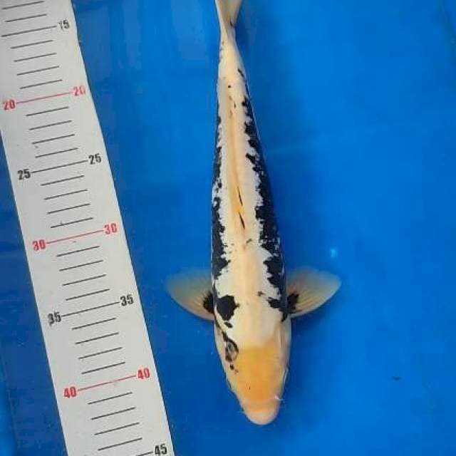 Kumonryu 32cm