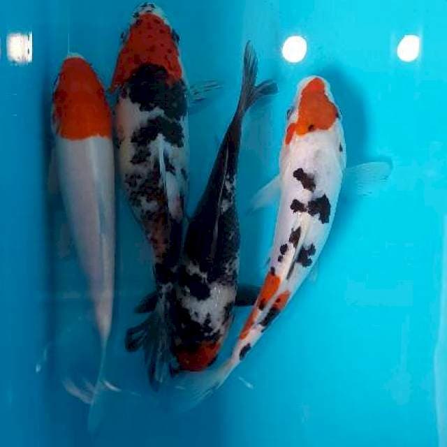 TANCHO KOHAKU SANKE PAKET 4 EKOR 17-19 CM