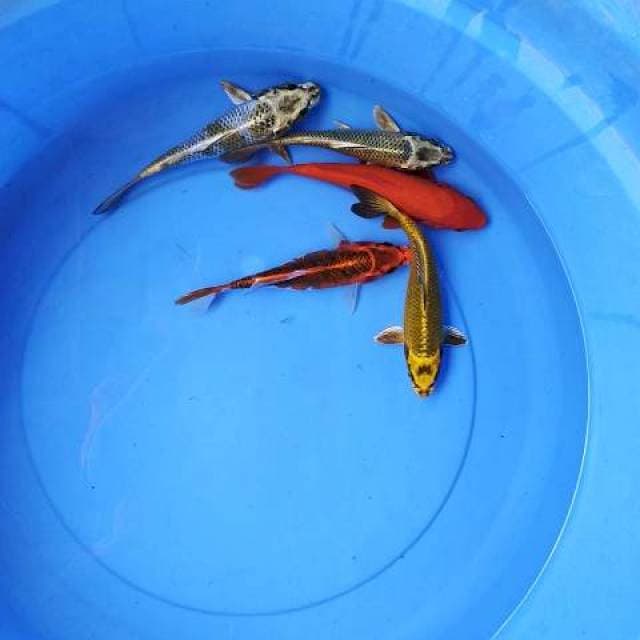 Mix 18-20 cm