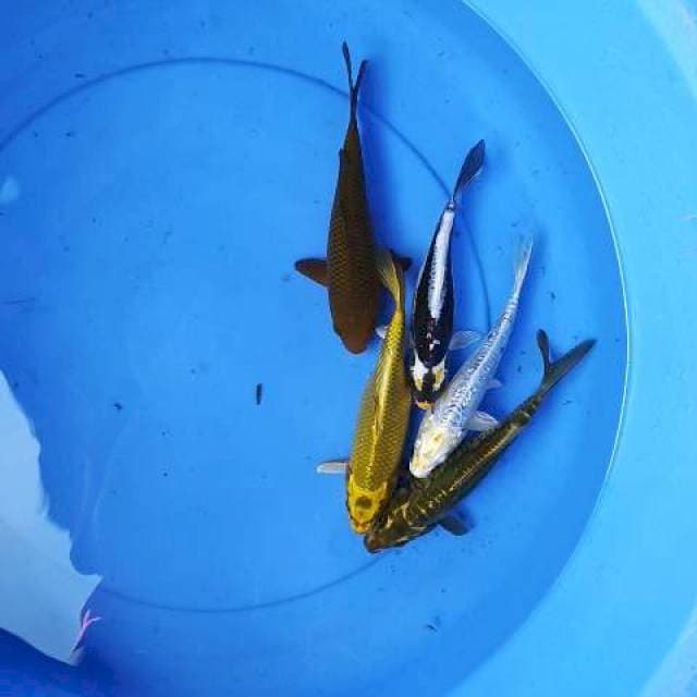 Mix 18-20 cm