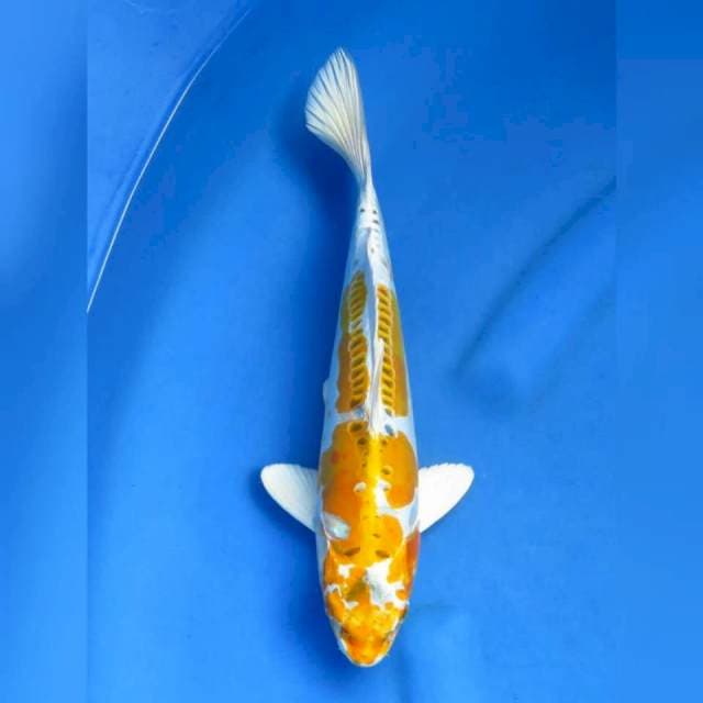 31cm - Kujaku Douitsu