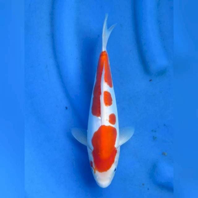 26cm - Kohaku Doitsu