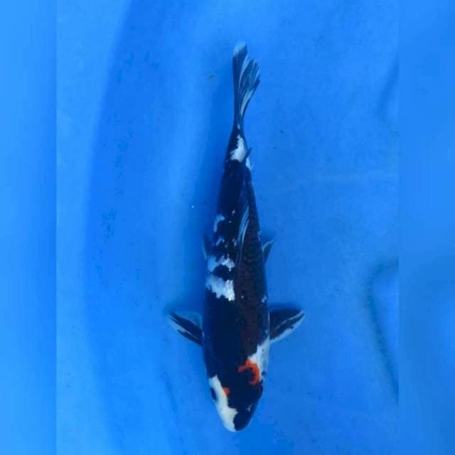 26cm - Tancho Showa