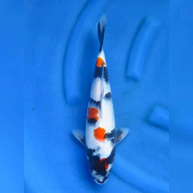 32cm - Super Kindai Showa