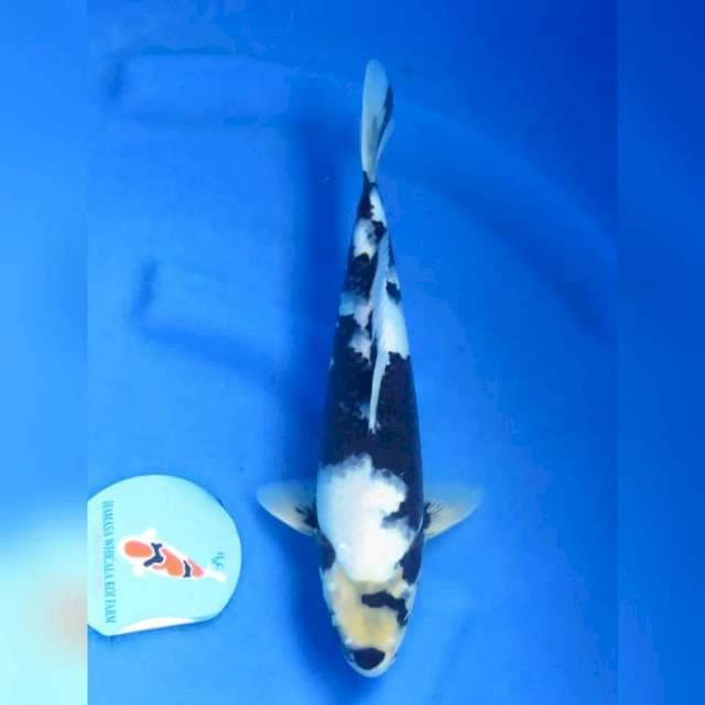 31cm - Shiro Jet Black