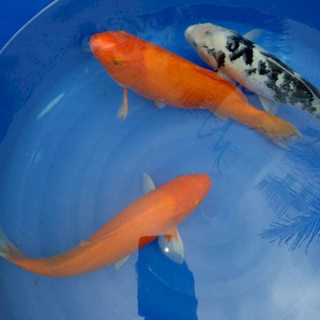 Mix koi