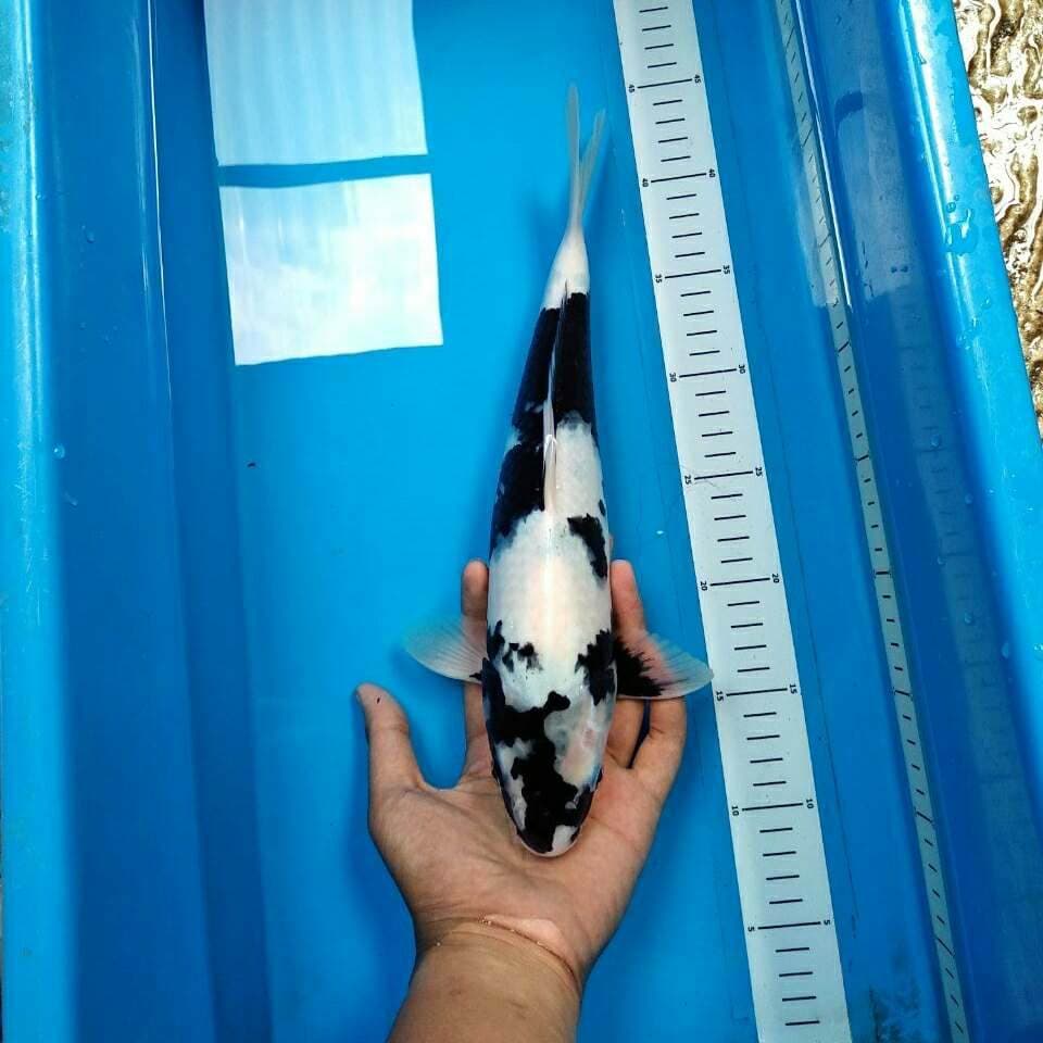 Original shiro F1 37 cm