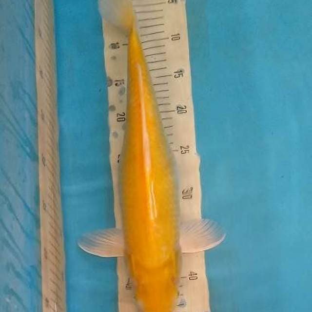 KARASI 41 cm