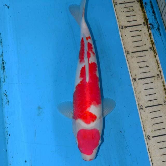 KOHAKU BAGUS