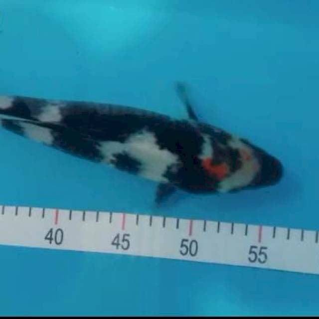 Showa 29 cm