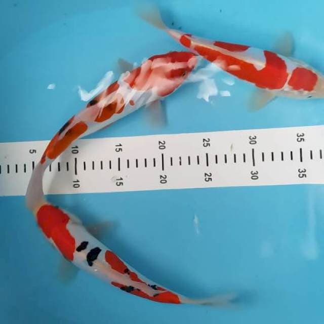 Kohaku sangke doit murni 20 sd 25 cm 3 ekor