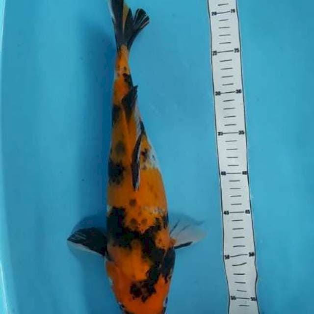 Hi showa 40cm