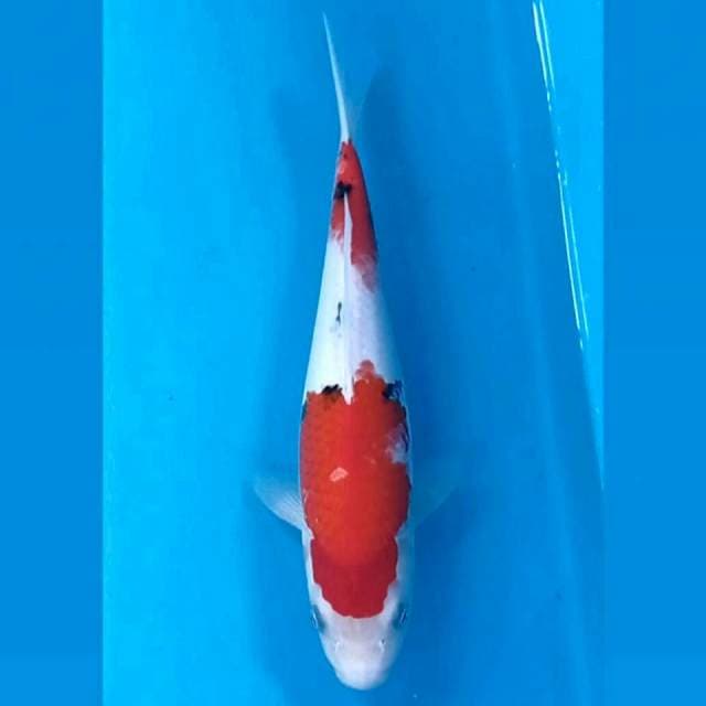 Sanke, 26 cm