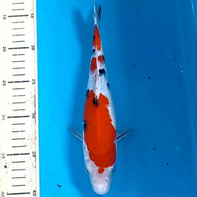 Sanke, 26 cm