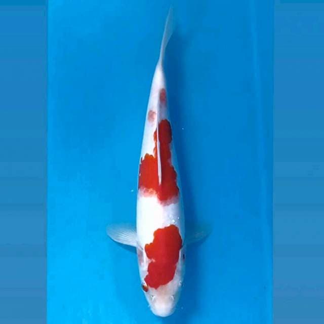 Kohaku, 26 cm