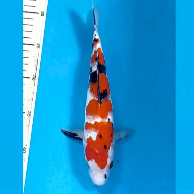 Sanke, 26 cm
