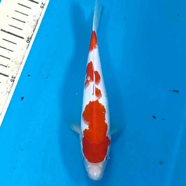 Kohaku, 21 cm