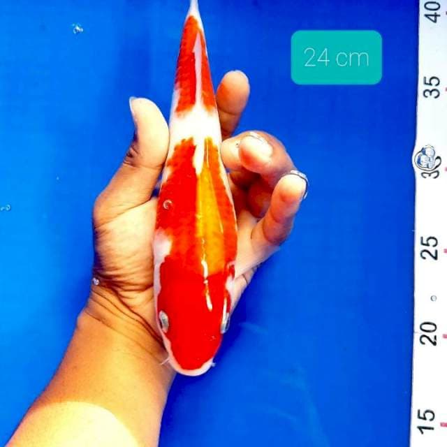 Kohaku 14 cm