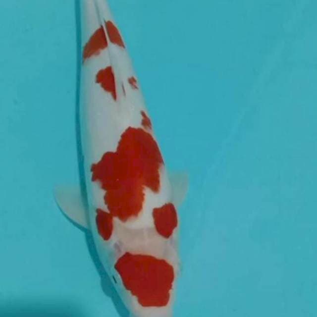 Kohaku