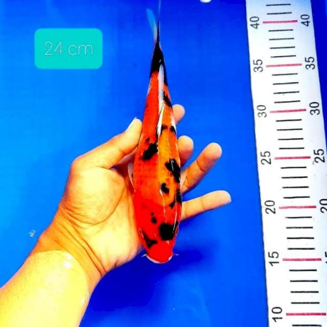 Showa 24 cm