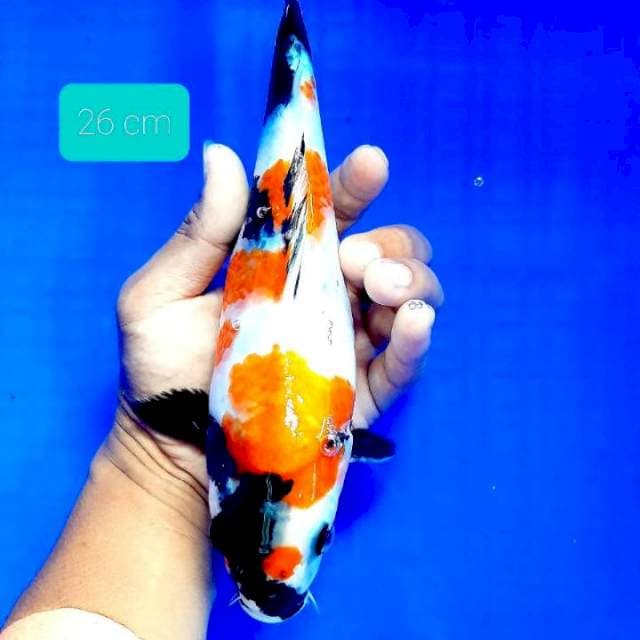 Showa 26 cm