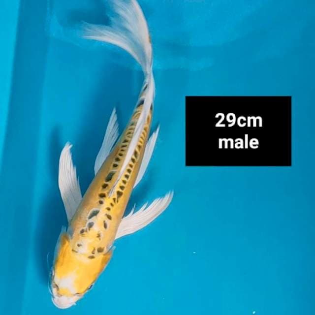 Kumpay yellow kiko 29cm male