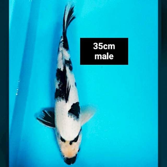 Shiro strong 35cm male