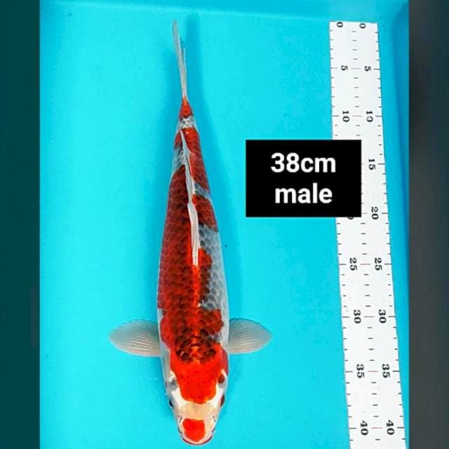 Goshiki strong 38cm male