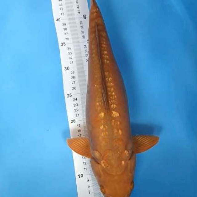 chagoi tembaga wadon 45cm