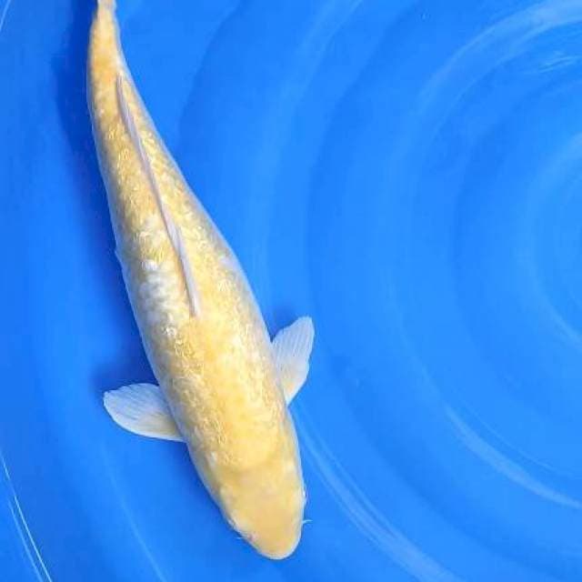 karashi ginrin MM 45cm