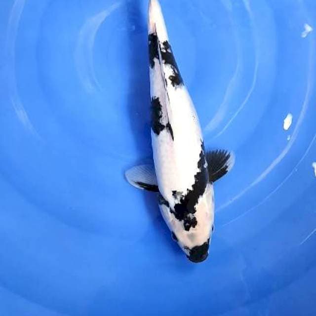 shiro 37cm