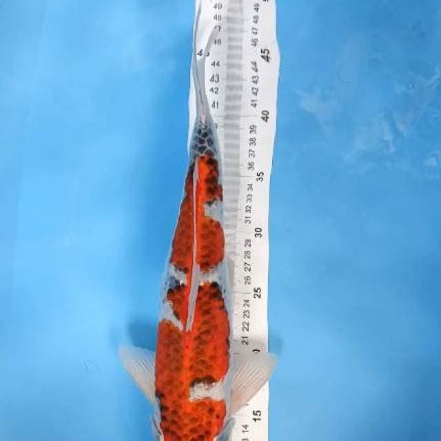 tancho ghosiki 40cm ( maruten )