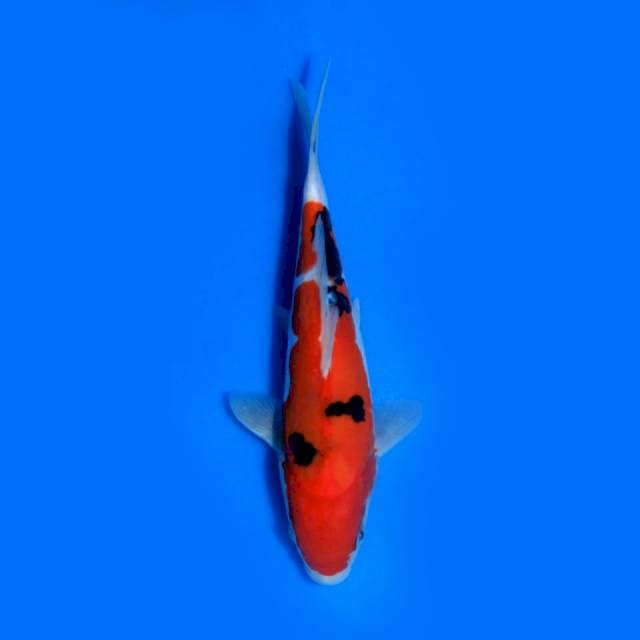 Sanke Doitsu, 20cm