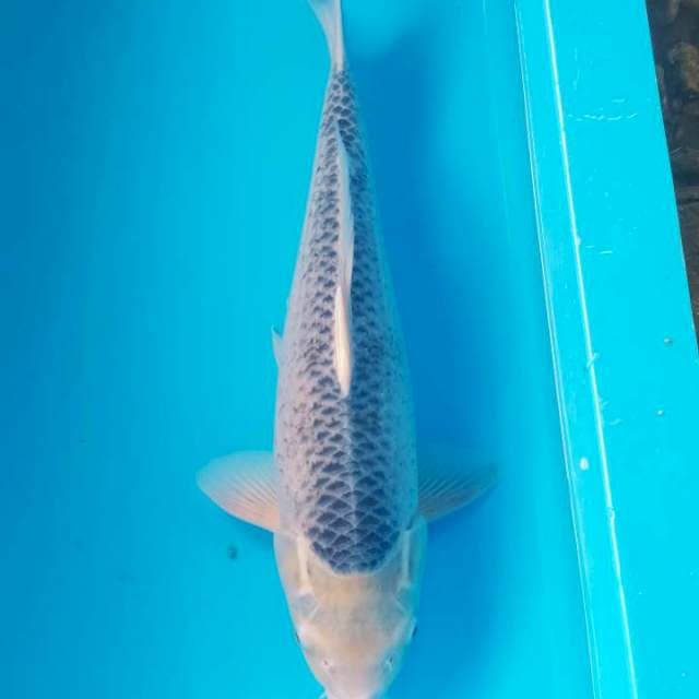ASAGI JUMBO NISAI 58cm