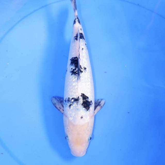 31cm KINGINRIN BEKKO