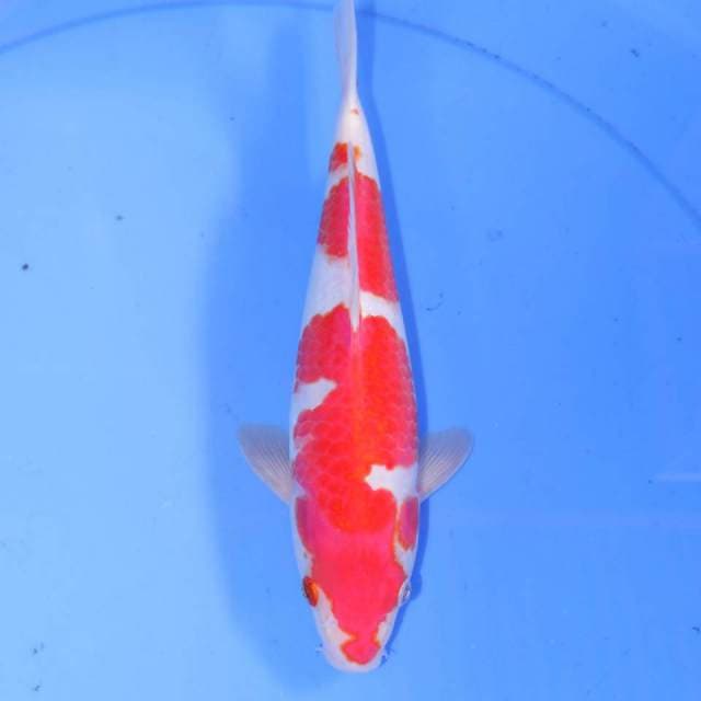 HANATSUKI KOHAKU
