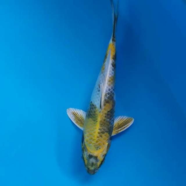 kin showa 25 cm