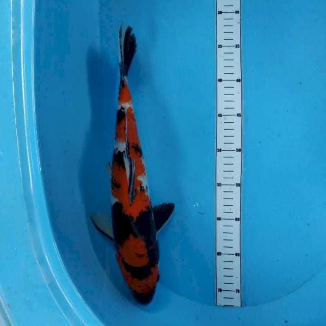 Showa joss 37cm
