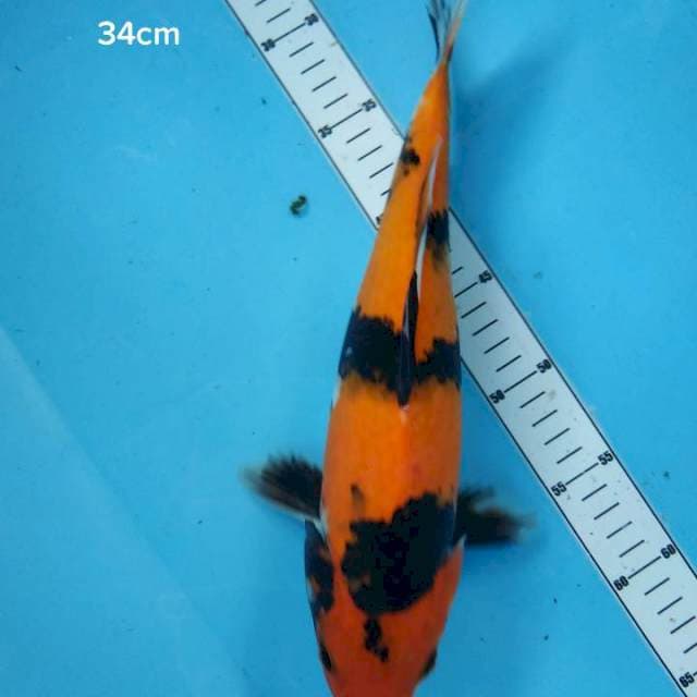 Hi showa 34cm