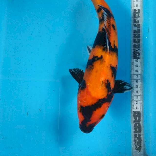 Utsuri 30cm