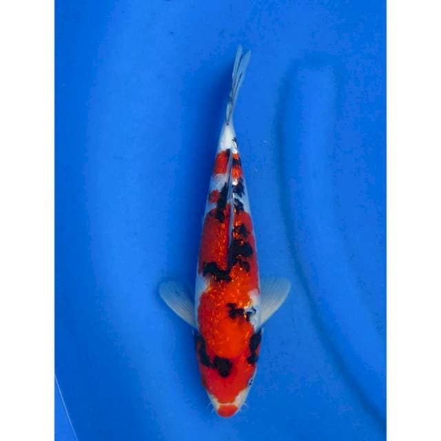 Sanke Ginrin Merah Darah - 30cm