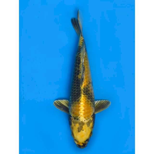 Kin Utsuri - 30cm