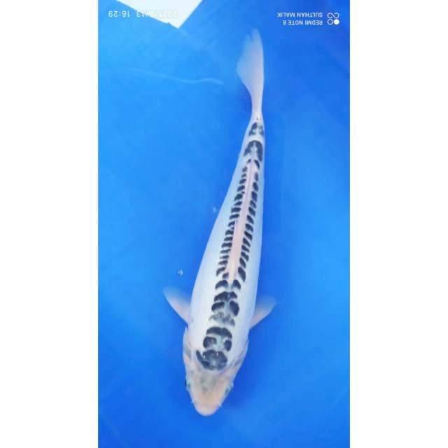 Shusui ring rapi 32 cm